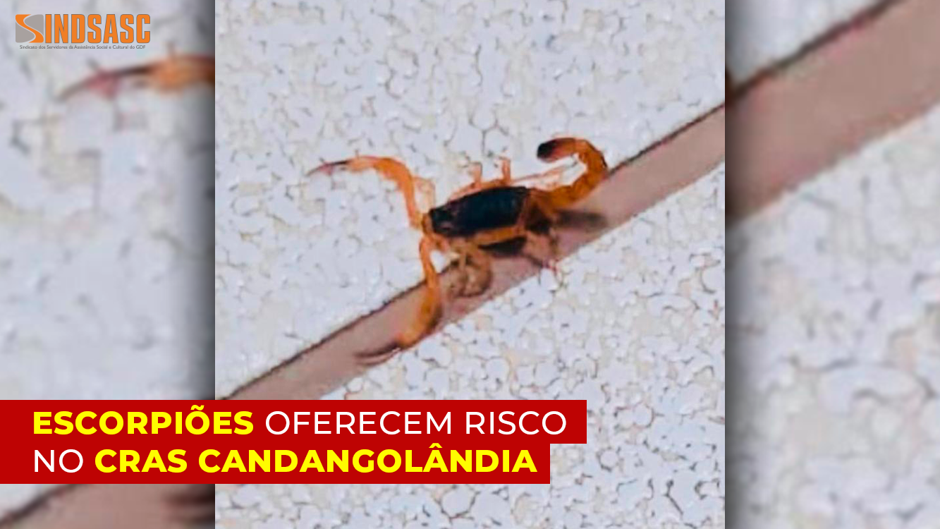 ESCORPIÕES OFERECEM RISCO NO CRAS CANDANGOLÂNDIA