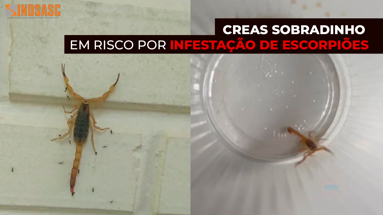 CREAS SOBRADINHO EM RISCO POR INFESTAÇÃO DE ESCORPIÕES